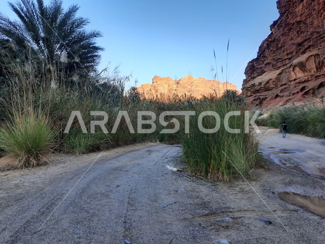 التضاريس والنحت الصخري في الأماكن الاثرية التاريخية المشهورة في السعودية، النباتات البرية الخضراء في المناطق الصحراوية، سلسلة الجبال والتكوينات والتشكلات الصخرية في وادي الديسة في منطقة تبوك، الاهتمام بالزراعة والتشجير في المدن السياحية