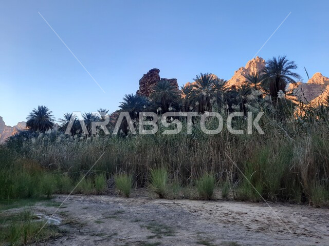 Rock formations and formations in Wadi Al-Disah in the Tabuk region, interest in agriculture and afforestation in tourist cities, topography and rock sculpture in famous historical archaeological sites in Saudi Arabia, green wild plants in desert areas.