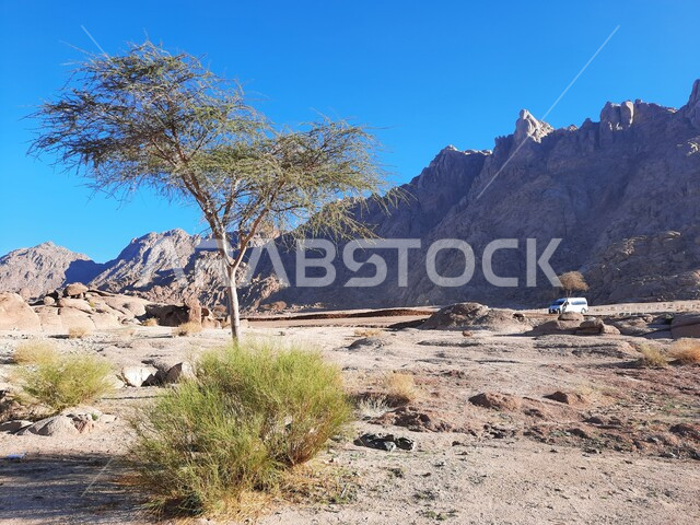 نمو النباتات البرية في الصحراء، سلسلة الجبال المجاورة لصخرة سبليت في مدينة تبوك الصحراوية، الاستمتاع بالمناظر الطبيعية في وقت النهار، التضاريس والنحت الصخري في المناطق المرتفعة، التكوينات والتشكيلات الصخرية في السعودية، معالم سياحية مشهورة