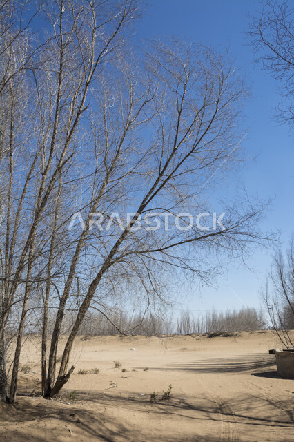 الأراضي والحقول الزراعية في فصل الخريف, الاستمتاع بالمناظر الطبيعية في موسم الخريف, قضاء وقت ممتع في الهواء الطلق, معالم وأماكن السياحة في المملكة العربية السعودية, فروع الأشجار الخريفية في وضح النهار, تساقط ورق الشجر من الأغصان