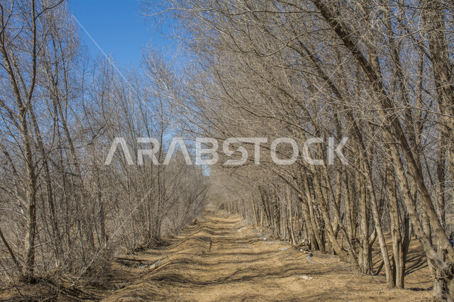 الأراضي والحقول الزراعية في فصل الخريف, الاستمتاع بالمناظر الطبيعية في موسم الخريف, قضاء وقت ممتع في الهواء الطلق, معالم وأماكن السياحة في المملكة العربية السعودية, فروع الأشجار الخريفية في وضح النهار, تساقط ورق الشجر من الأغصان