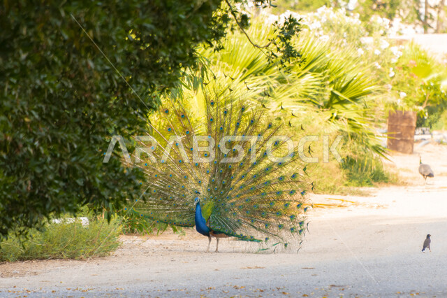 حديقة حيوانات في المملكة العربية السعودية ،طائر الطاووس بريش ملون و ذيل طويل في محمية طبيعية، الطيور المبهرجة الزاهية، الأشجار والنباتات الخضراء، خلفية الطبيعه