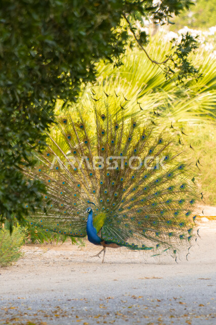 طائر الطاووس بريش ملون و ذيل طويل  في محمية طبيعية، الطيور المبهرجة الزاهية، حديقة حيوانات في المملكة العربية السعودية ، الأشجار والنباتات الخضراء، خلفية الطبيعه