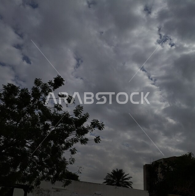 صورة من الاسفل للأشجار الخضراء، منظر السماء المليئة بالغيوم القطنية في الأجواء الشتوية في جدة، التشجير وزراعة النباتات في المملكة العربية السعوديه، خلفية الطبيعه،