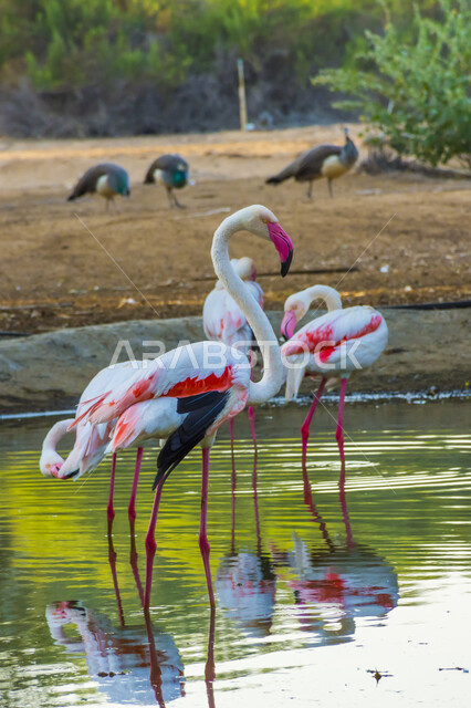 طائر أبيض ذو رقبة و سيقان طويلة، محمية طبيعية لتربية الطيور والحيوانات, مجموعة من طير النحام الوردي (الفلامينغو) في بحيرة مائية في حديقة الحيوانات في مدينة الرياض، الأشجار والنباتات الخضراء، خلفية الطبيعة.