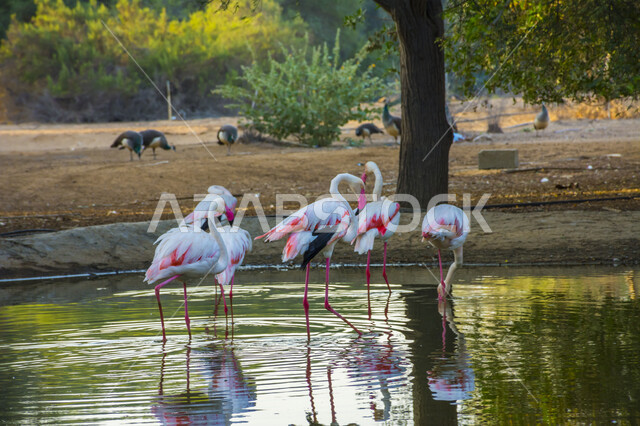 طائر أبيض ذو رقبة و سيقان طويلة، محمية طبيعية لتربية الطيور والحيوانات, مجموعة من طير النحام الوردي (الفلامينغو) في بحيرة مائية في حديقة الحيوانات في مدينة الرياض، الأشجار والنباتات الخضراء، خلفية الطبيعة.