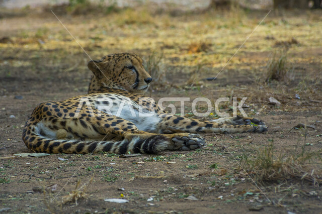  حيوان الفهد الصياد مستلقي في إحدى الغابات، الحيوانات البرية المفترسة في المحمية الطبيعية، الطبيعة الخضراء في حديقة الحيوانات في مدينة الرياض في المملكة العربية السعودية
