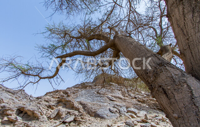  نمو الأشجار والنباتات البرية في الصحراء، الهضاب والمرتفعات الجبلية في وادي الديسة في تبوك، أماكن طبيعية في المملكة العربية السعودية، الطبيعة الجبلية في المناطق الصحراويةن التكوينات والتشكيلات الصخرية