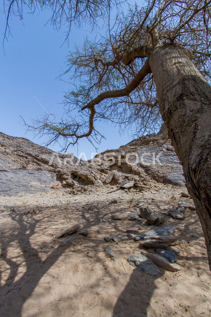  نمو الأشجار والنباتات البرية في الصحراء، الهضاب والمرتفعات الجبلية في وادي الديسة في تبوك، أماكن طبيعية في المملكة العربية السعودية، الطبيعة الجبلية في المناطق الصحراويةن التكوينات والتشكيلات الصخرية