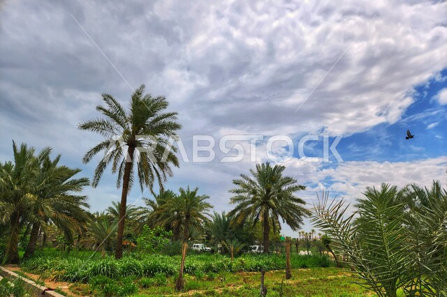 المساحات والأراضي الزراعية، محمية طبيعية لزراعة أشجار النخيل في المملكة العربية السعودية، الاهتمام بالاشجار والنباتات الخضراء المثمرة، منظر الغيوم في السماء الزرقاء