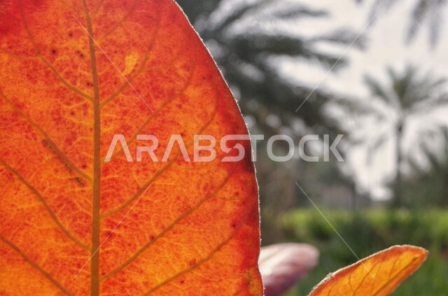  الاهتمام بالزراعة المحلية الوطنية، صورة مقربة لأوراق ملونة متساقطة في فصل الخريف، مزارع النخل في المملكة العربية السعودية، الأماكن والأراضي الزراعية، محمية طبيعية للاشجار والنباتات الخضراء المثمرة، خلفية الطبيعة