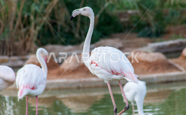 الأشجار والنباتات الخضراء، طائر أبيض ذو رقبة وسيقان طويلة، محمية طبيعية لتربية الطيور في المملكة العربية السعودية, مجموعة من طير النحام الوردي (الفلامينغو) في بحيرة مائية في حديقة الحيوانات في مدينة الرياض، خلفية الطبيعة.