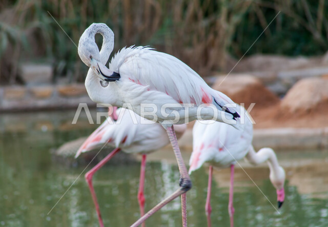 طائر أبيض ذو رقبة وسيقان طويلة، محمية طبيعية لتربية الطيور في المملكة العربية السعودية, مجموعة من طير النحام الوردي (الفلامينغو) في بحيرة مائية في حديقة الحيوانات في مدينة الرياض، الأشجار والنباتات الخضراء، خلفية الطبيعة.