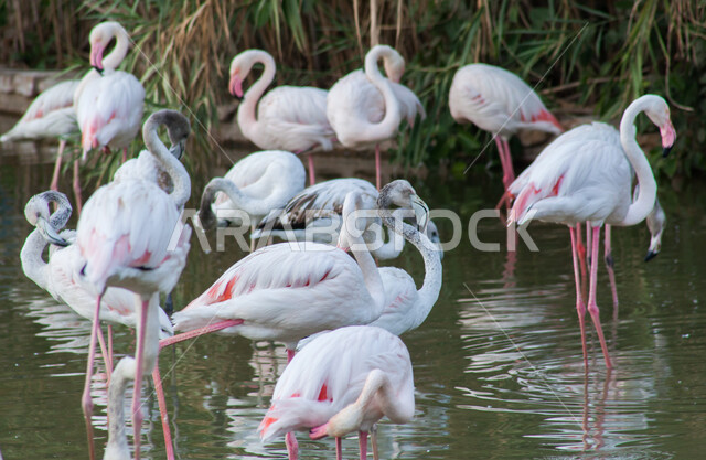 الأشجار والنباتات الخضراء، طائر أبيض ذو رقبة وسيقان طويلة، محمية طبيعية لتربية الطيور في المملكة العربية السعودية, مجموعة من طير النحام الوردي (الفلامينغو) في بحيرة مائية في حديقة الحيوانات في مدينة الرياض، خلفية الطبيعة.