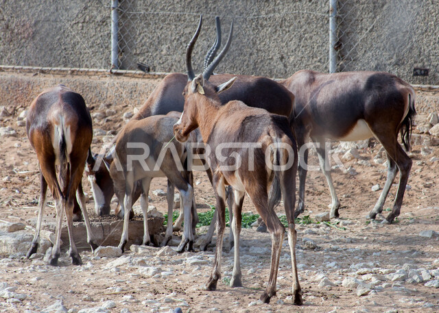 رعاية الثدييات الأليفة في الحدائق والمحميات المخصصة، محمية طبيعية لتربية الحيوانات البرية في المملكة العربية السعودية، الغزلان في حديقة الحيوان في الرياض، غزال بني اللون ذو قرون طويلة