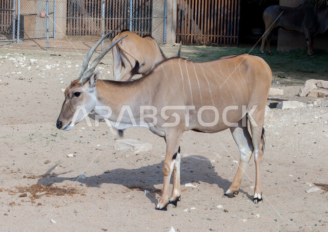 رعاية الثدييات الأليفة في الحدائق والمحميات المخصصة، محمية طبيعية لتربية الحيوانات البرية في المملكة العربية السعودية، الغزلان في حديقة الحيوان في الرياض، غزال بني اللون ذو قرون طويلة