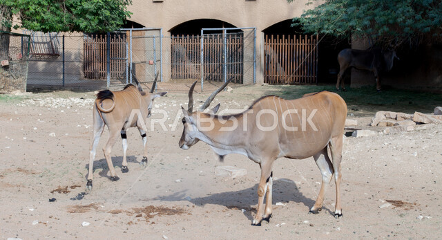 رعاية الثدييات الأليفة في الحدائق والمحميات المخصصة، محمية طبيعية لتربية الحيوانات البرية في المملكة العربية السعودية، الغزلان في حديقة الحيوان في الرياض، غزال بني اللون ذو قرون طويلة