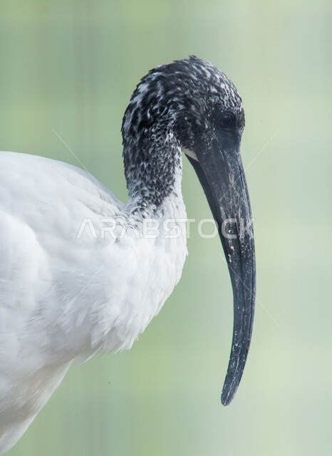 طير ذو رأس أسود وسيقان طويلة، محمية طبيعية لتربية الطيور في المملكة العربية السعودية, صورة مقربة لطائر أبو منجل في حديقة الحيوان في مدينة الرياض، الحياة البرية للحيوانات، خلفية الطبيعة.