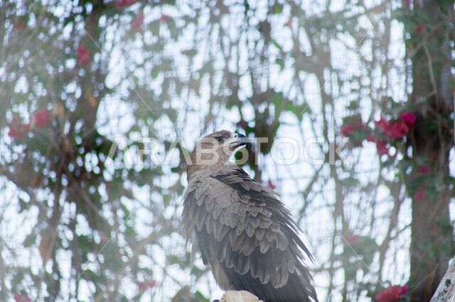 تدريب الحيوانات المفترسة في إحدى المحميات الطبيعيه في المملكة العربية السعودية، الفخر بالتراث السعودي العريق في تربيه وترويض الطيور الجارحة، طائر الصقر ذو النظر الثاقب في حديقة الحيوان في مدينة الرياض، خلفية الطبيعة