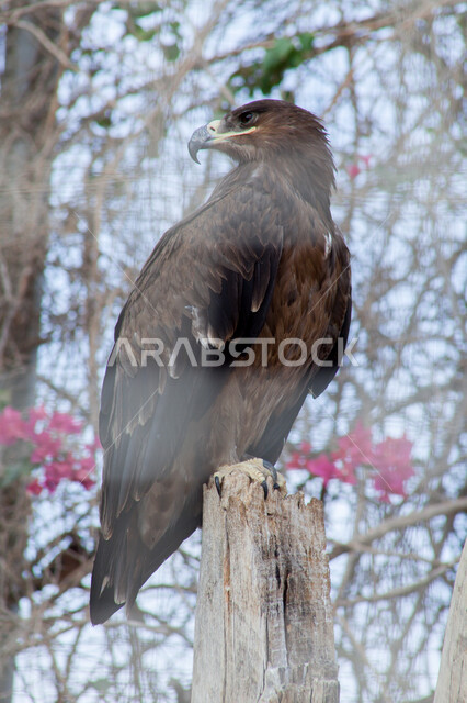 تدريب الحيوانات المفترسة في إحدى المحميات الطبيعيه في المملكة العربية السعودية، الفخر بالتراث السعودي العريق في تربيه وترويض الطيور الجارحة، طائر الصقر ذو النظر الثاقب في حديقة الحيوان في مدينة الرياض، خلفية الطبيعة