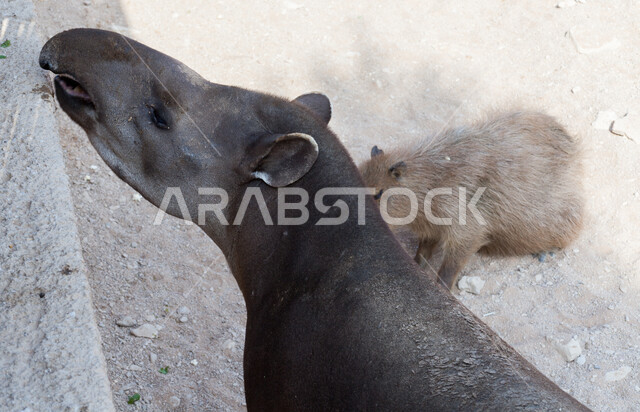 Wild natural reserves for raising and caring for animals, a close-up of a water pig (Kibara) in the zoo in Riyadh, preserving rodents from extinction in the Kingdom of Saudi Arabia, enjoying learning about different types of creatures.