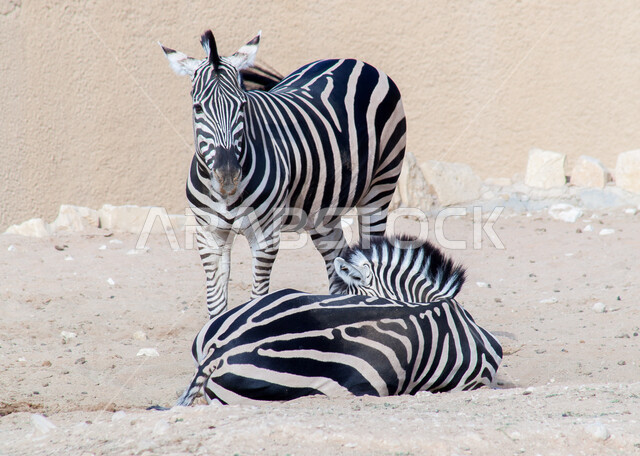 خطوط بيضاء وسوداء، محمية طبيعية برية لتربيه ورعايه الحيوانات والثديات، حيوان الحمار الوحشي في حديقة الحيوان في مدينة الرياض، الحدائق والمحميات في المملكة العربية السعوديه