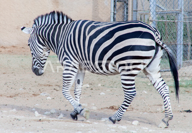 خطوط بيضاء وسوداء، محمية طبيعية برية لتربيه ورعايه الحيوانات والثديات، حيوان الحمار الوحشي في حديقة الحيوان في مدينة الرياض، الحدائق والمحميات في المملكة العربية السعوديه