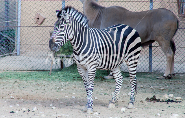 خطوط بيضاء وسوداء، محمية طبيعية برية لتربيه ورعايه الحيوانات والثديات، حيوان الحمار الوحشي في حديقة الحيوان في مدينة الرياض، الحدائق والمحميات في المملكة العربية السعوديه