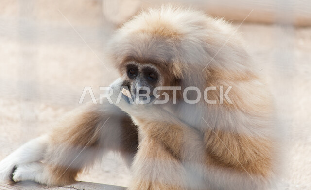 Monkeys in the zoo in Riyadh, the kingdom of primitive monkeys, wildlife in the Kingdom of Saudi Arabia, natural reserves for the care and breeding of mammals, places to spend fun and entertaining times.