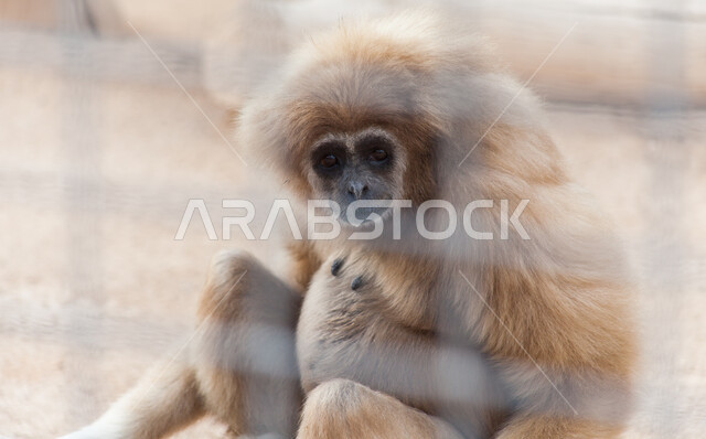 حيوان القرد في حديقة الحيوانات في مدينة الرياض، مملكة القرود البدائية، الحياة البرية في المملكة العربية السعودية، محميات طبيعية لرعاية وتربية الثديات، أماكن لقضاء أوقات ممتعة ومسلية.