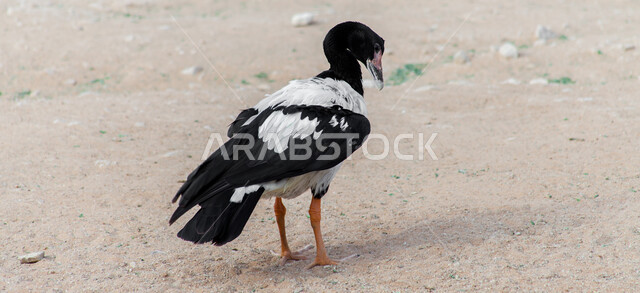  محمية طبيعية لتربية ورعاية الطيور في المملكة العربية السعودية, صورة مقربة لطائر الإوزة الخرجاء في حديقة الحيوان في مدينة الرياض، الحياة البرية للحيوانات في الحدائق، خلفية الطبيعة.