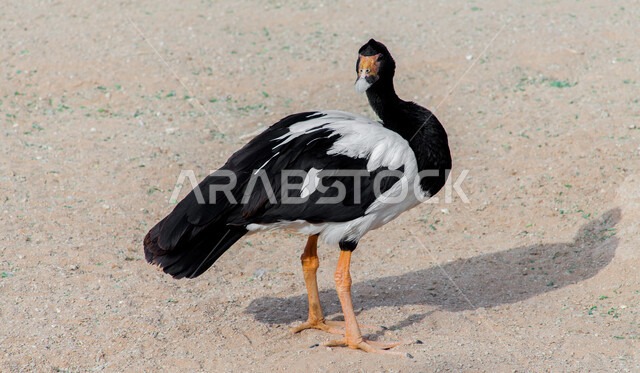  محمية طبيعية لتربية ورعاية الطيور في المملكة العربية السعودية, صورة مقربة لطائر الإوزة الخرجاء في حديقة الحيوان في مدينة الرياض، الحياة البرية للحيوانات في الحدائق، خلفية الطبيعة.