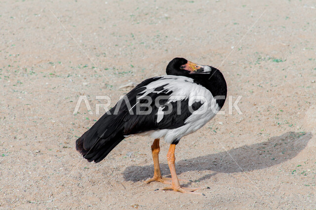  محمية طبيعية لتربية ورعاية الطيور في المملكة العربية السعودية, صورة مقربة لطائر الإوزة الخرجاء في حديقة الحيوان في مدينة الرياض، الحياة البرية للحيوانات في الحدائق، خلفية الطبيعة.