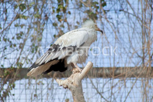 حماية الطيور المهددة بالانقراض، تدريب الحيوانات في إحدى المحميات الطبيعيه في السعودية، الفخر بالتراث السعودي العريق في تربيه وترويض النسور الجارحة، طائر النسر المصري (الرخمة) في حديقة الحيوان في مدينة الرياض، خلفية الطبيعة