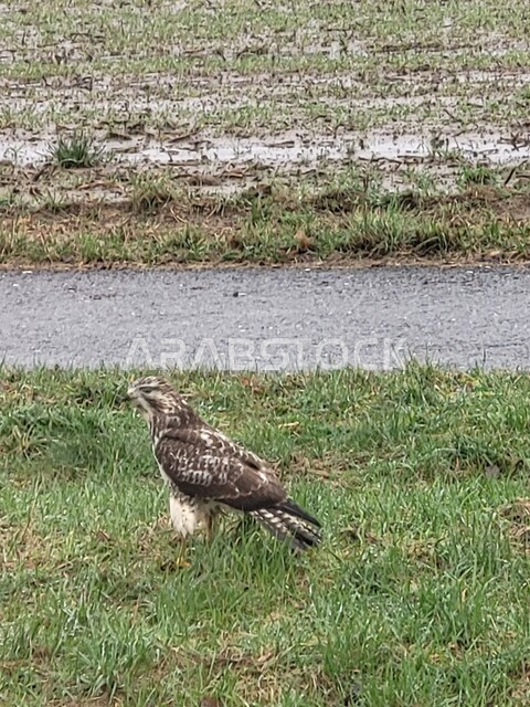 A keen-eyed falcon bird stands on the grass in the wild, training predators in one of the nature reserves in the Kingdom of Saudi Arabia, pride in the ancient Saudi heritage in raising and taming birds of prey.
