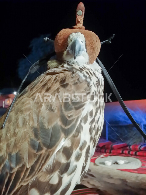 الاهتمام بالحيوانات المفترسة، كشتة بر وتخييم في المملكة العربية السعودية، الفخر بالتراث السعودي العريق في تربيه وترويض الطيور الجارحة، صورة مقربة لطائر الصقر ذو النظر الثاقب مقيد في جلسة صحراوية