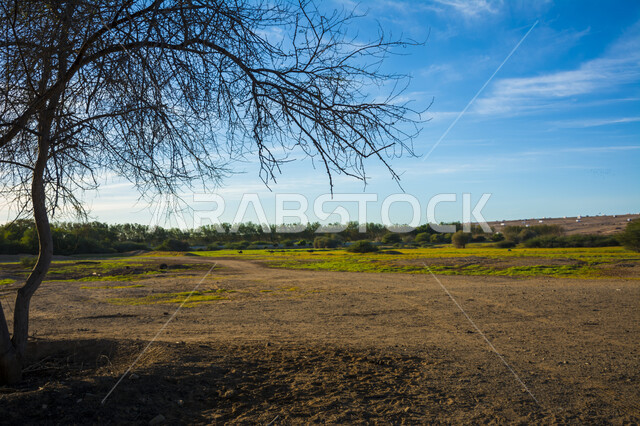تساقط ورق الشجر من الأغصان، الأراضي والحقول الزراعية الخضراء في مدينة جدة, الاستمتاع بالمناظر الطبيعية في موسم الخريف, قضاء وقت ممتع في الهواء الطلق, مناطق وأماكن الزراعة في المملكة العربية السعودية, فروع الأشجار الخريفية في وضح النهار