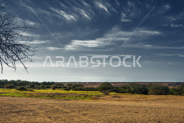 تساقط ورق الشجر من الأغصان، الأراضي والحقول الزراعية الخضراء في مدينة جدة, الاستمتاع بالمناظر الطبيعية في موسم الخريف, قضاء وقت ممتع في الهواء الطلق, مناطق وأماكن الزراعة في المملكة العربية السعودية, فروع الأشجار الخريفية في وضح النهار