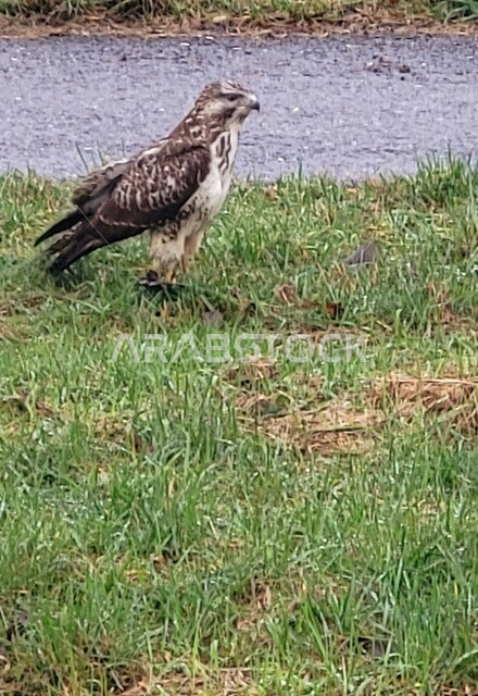 تدريب الحيوانات المفترسة في إحدى المحميات الطبيعيه في المملكة العربية السعودية، الفخر بالتراث السعودي العريق في تربيه وترويض الطيور الجارحة، طائر الصقر ذو النظر الثاقب يقف على العشب في الطبيعة البرية