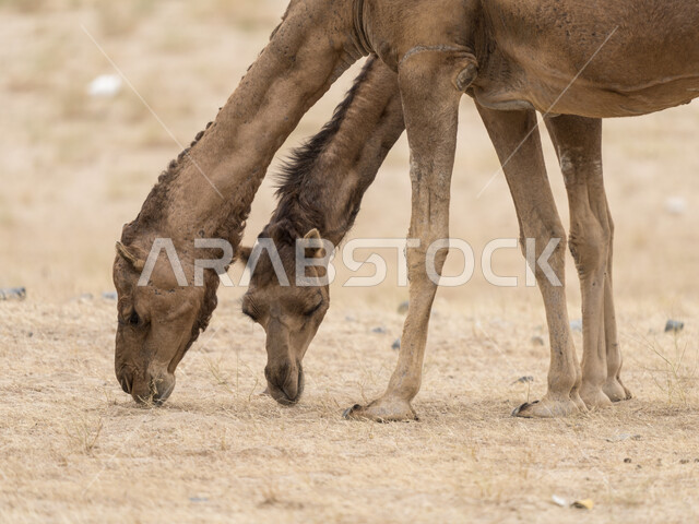 Golden sand in the desert areas in Saudi Arabia, the importance of caring for camels in the Kingdom of Saudi Arabia, raising livestock in natural reserves, camels on the soft dunes in the desert