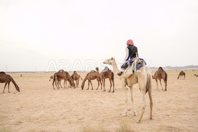 استخدام الحيوانات للتنقل في البادية من مكان لآخر, تربية المواشي في المحميات الطبيعية, الكثبان الرملية في المناطق الصحراوية في السعودية، قطيع من الجمال على الرمال الذهبية الناعمة, أهمية رعاية الإبل في المملكة العربية السعودية