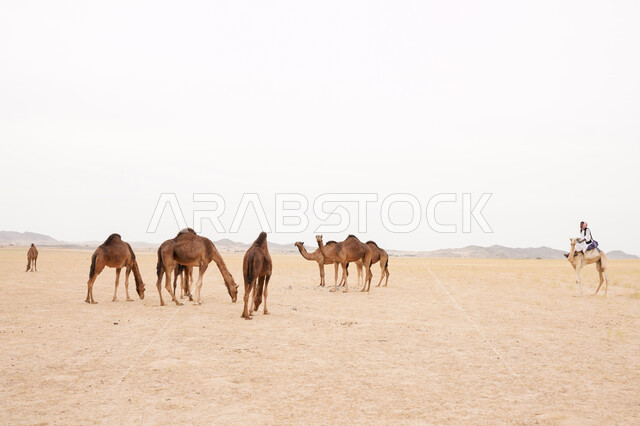 استخدام الحيوانات للتنقل في البادية من مكان لآخر, تربية المواشي في المحميات الطبيعية, الكثبان الرملية في المناطق الصحراوية في السعودية، قطيع من الجمال على الرمال الذهبية الناعمة, أهمية رعاية الإبل في المملكة العربية السعودية