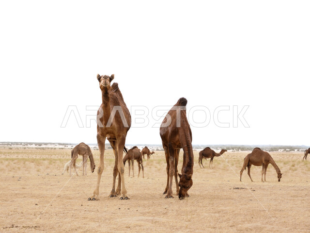 Livestock raising in natural reserves, sand dunes in desert areas in Saudi Arabia, a herd of camels on the soft golden sand in the desert, the importance of caring for camels in the Kingdom of Saudi Arabia