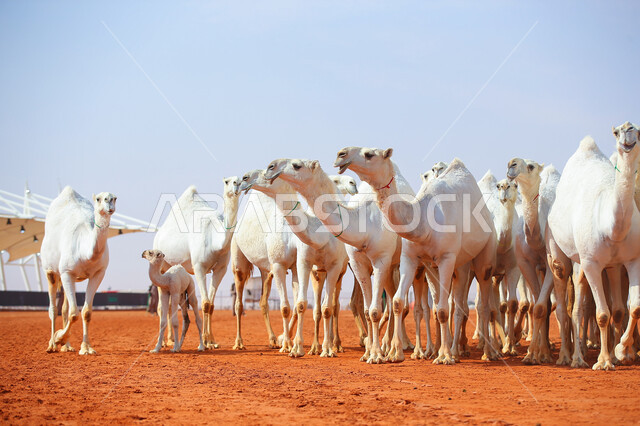 يوم بدينا 1727م, مفهوم تربية ورعاية الجمال، مجموعه من حيوان الجمل في المناطق الصحراوية، ذكرى تأسيس الدولة السعودية الأولى 22 فبراير, عرض أجود انواع النوق في السعوديه، بدء سباق الهجن، أنشطة عربية شعبية تراثية