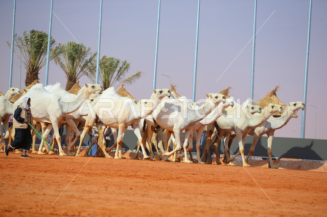 يوم بدينا 1727م, مفهوم تربية ورعاية الجمال، مجموعه من حيوان الجمل في المناطق الصحراوية، ذكرى تأسيس الدولة السعودية الأولى 22 فبراير, عرض أجود انواع النوق في السعوديه، بدء سباق الهجن، أنشطة عربية شعبية تراثية