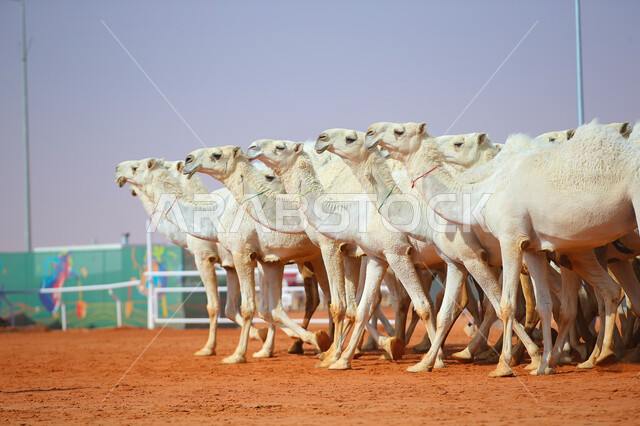 الاستعداد لبدء سباق الهجن، مفهوم تربية ورعاية الجمال، مجموعه من حيوان الجمل في المناطق الصحراوية، ذكرى تأسيس الدولة السعودية الأولى 22 فبراير, عرض أجود انواع النوق في السعوديه، يوم بدينا 1727م, أنشطة عربية شعبية تراثية