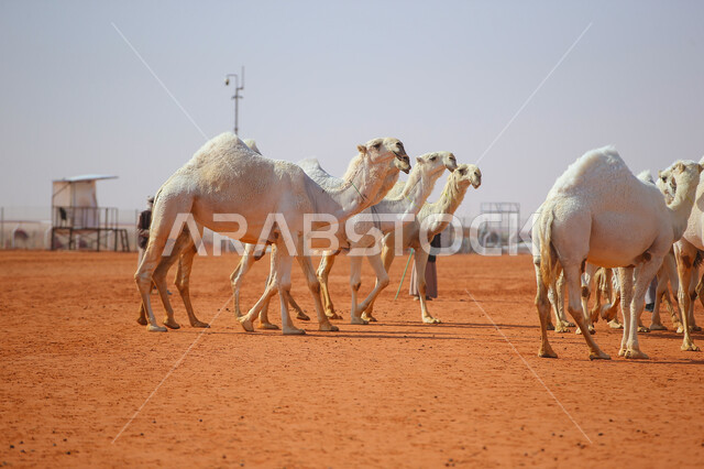 يوم بدينا 1727م, مفهوم تربية ورعاية الجمال، مجموعه من حيوان الجمل في المناطق الصحراوية، ذكرى تأسيس الدولة السعودية الأولى 22 فبراير, عرض أجود انواع النوق في السعوديه، بدء سباق الهجن، أنشطة عربية شعبية تراثية