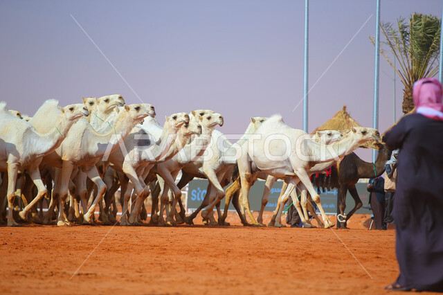 أنشطة عربية شعبية تراثية, مفهوم تربية ورعاية الجمال، مجموعه من حيوان الجمل في المناطق الصحراوية، ذكرى تأسيس الدولة السعودية الأولى 22 فبراير, عرض أجود انواع النوق في السعوديه، الاستعداد لبدء سباق الهجن، يوم بدينا 1727م