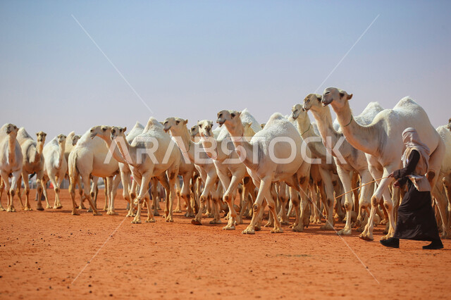 أنشطة عربية شعبية تراثية, مفهوم تربية ورعاية الجمال، مجموعه من حيوان الجمل في المناطق الصحراوية، ذكرى تأسيس الدولة السعودية الأولى 22 فبراير, عرض أجود انواع النوق في السعوديه، الاستعداد لبدء سباق الهجن، يوم بدينا 1727م