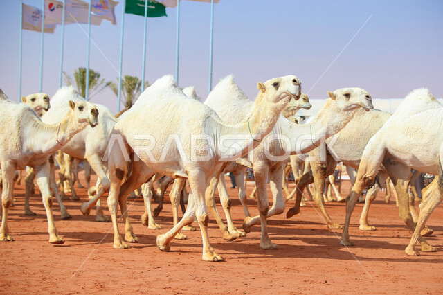 أنشطة عربية شعبية تراثية, مفهوم تربية ورعاية الجمال، مجموعه من حيوان الجمل في المناطق الصحراوية، ذكرى تأسيس الدولة السعودية الأولى 22 فبراير, عرض أجود انواع النوق في السعوديه، الاستعداد لبدء سباق الهجن، يوم بدينا 1727م